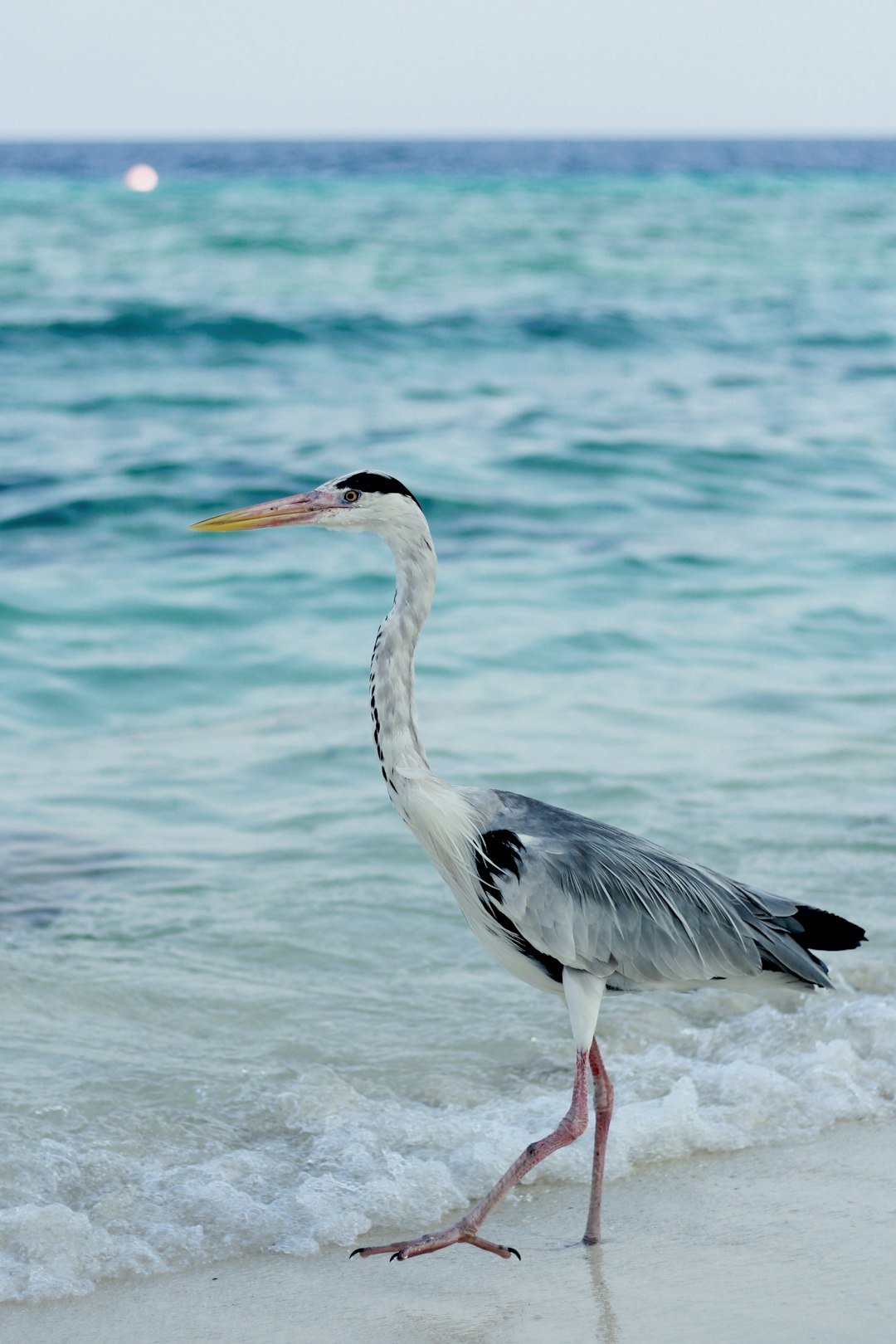  white bird on shore stork