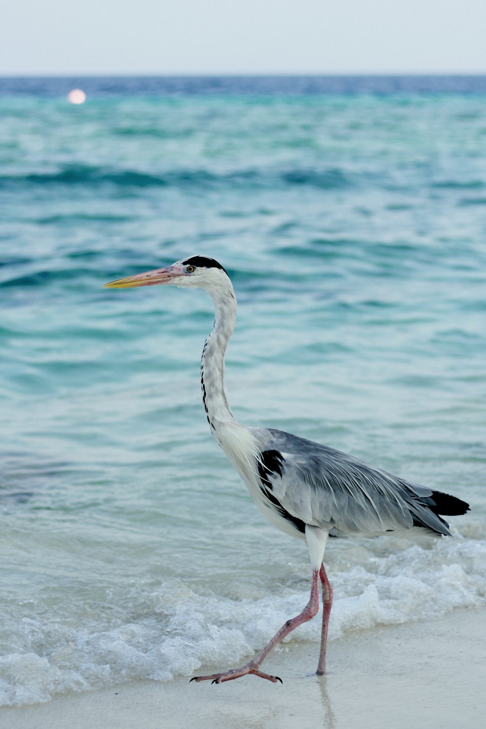 white bird on shore