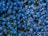 blue flower field