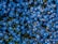 blue flower field
