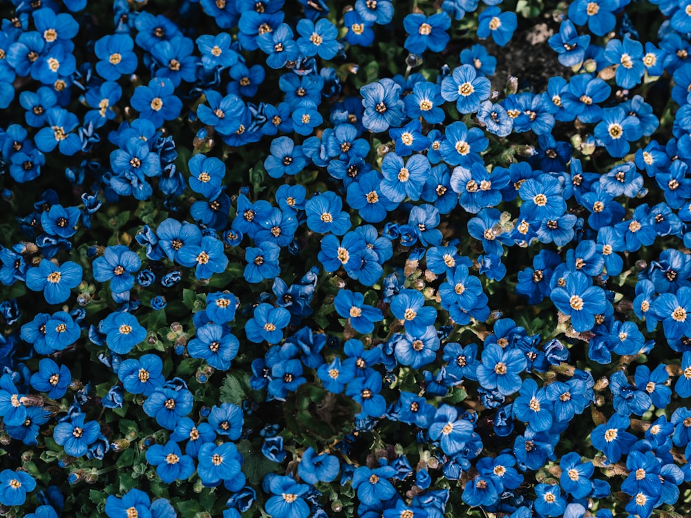Campo de flores azules