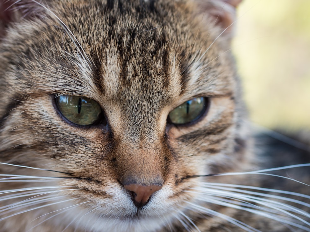 close up photo of cat