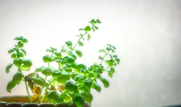 A vibrant green basil plant thriving in a rustic terracotta pot on a wooden table.