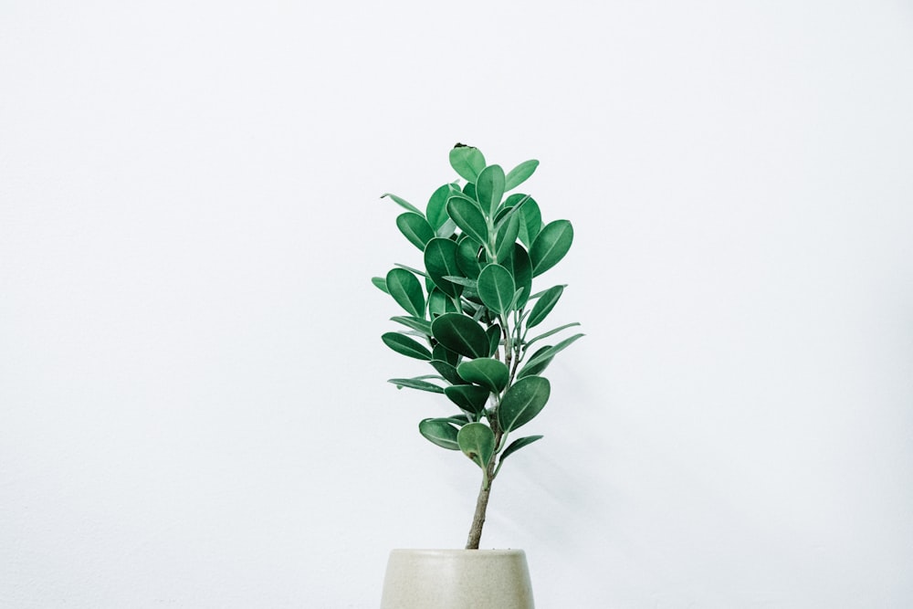 green leafed plant