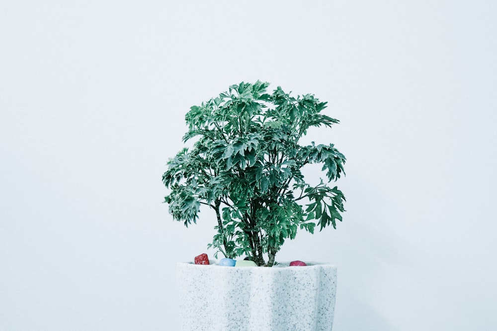 green-leafed plant in white pot