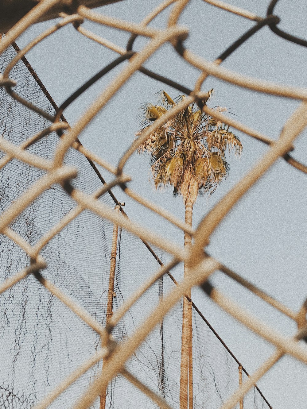 tree near fence