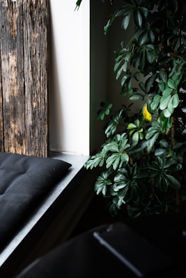 A cozy corner with a wooden surface, a green leafy plant, and a black cushioned bench. Light filters softly through the window, creating a serene atmosphere.