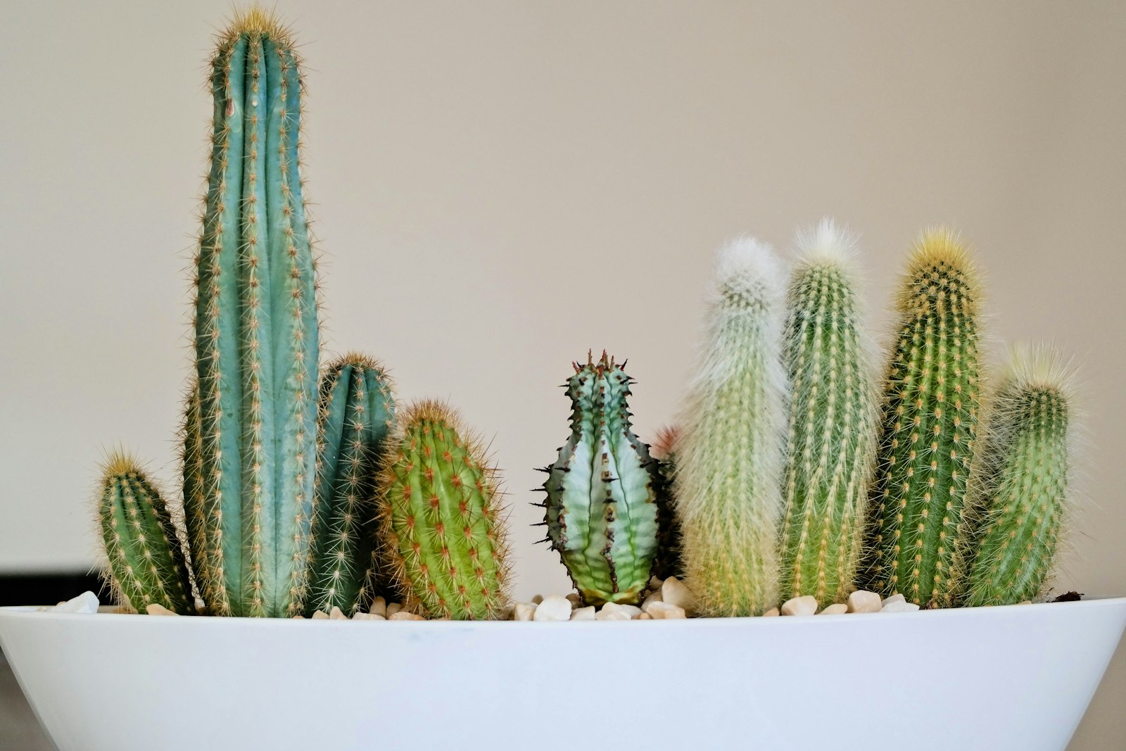 Samsung NX300 sample photo. Green cactus plat photography