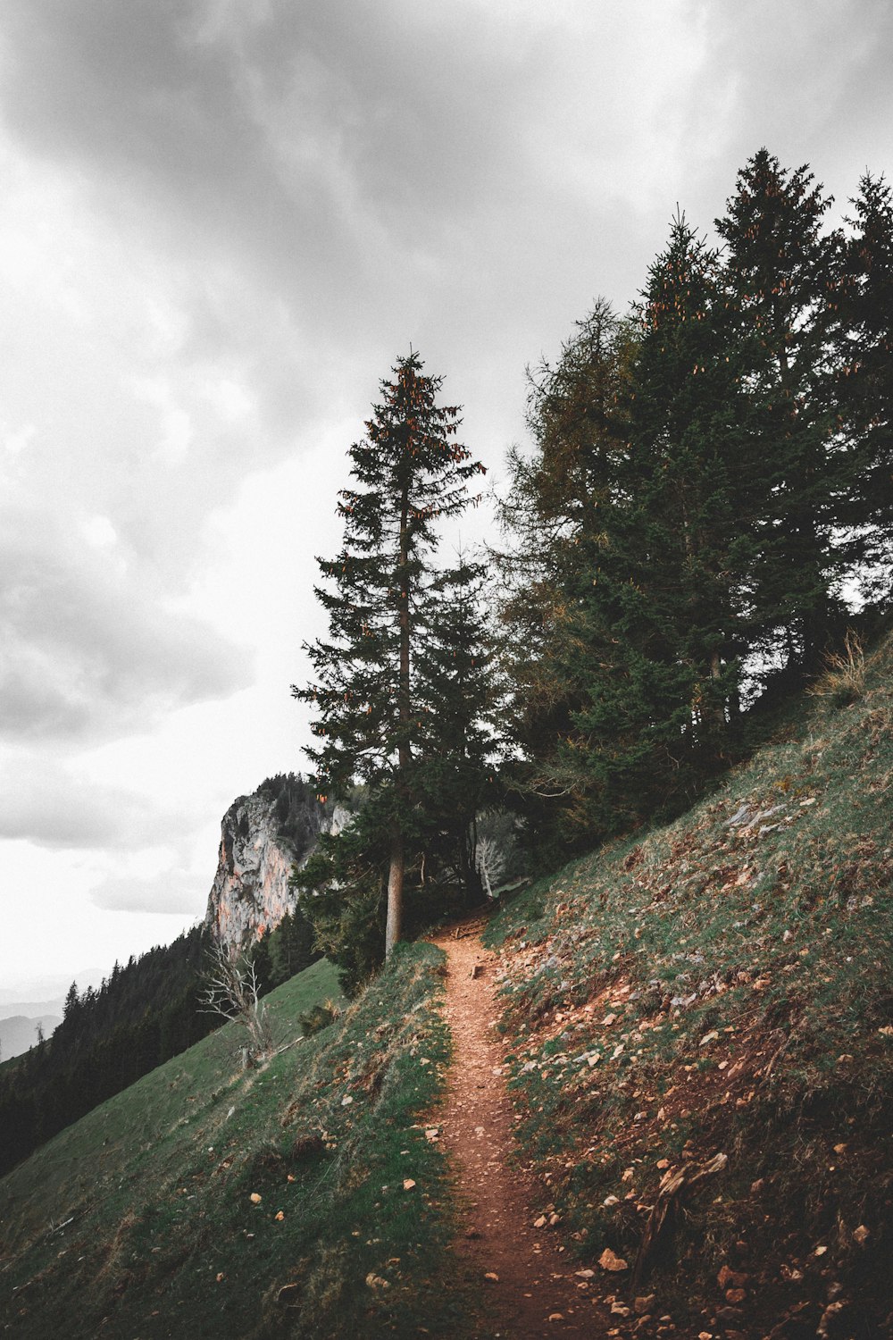 green-leafed trees under grey sky