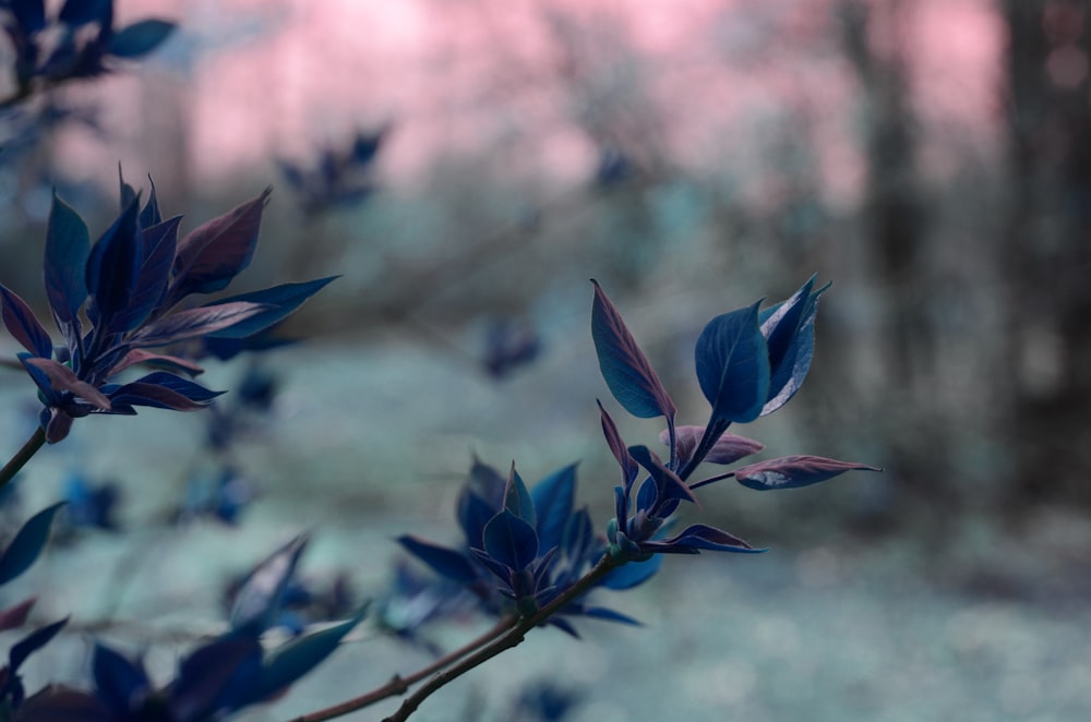 blue leaf plant close-up photography