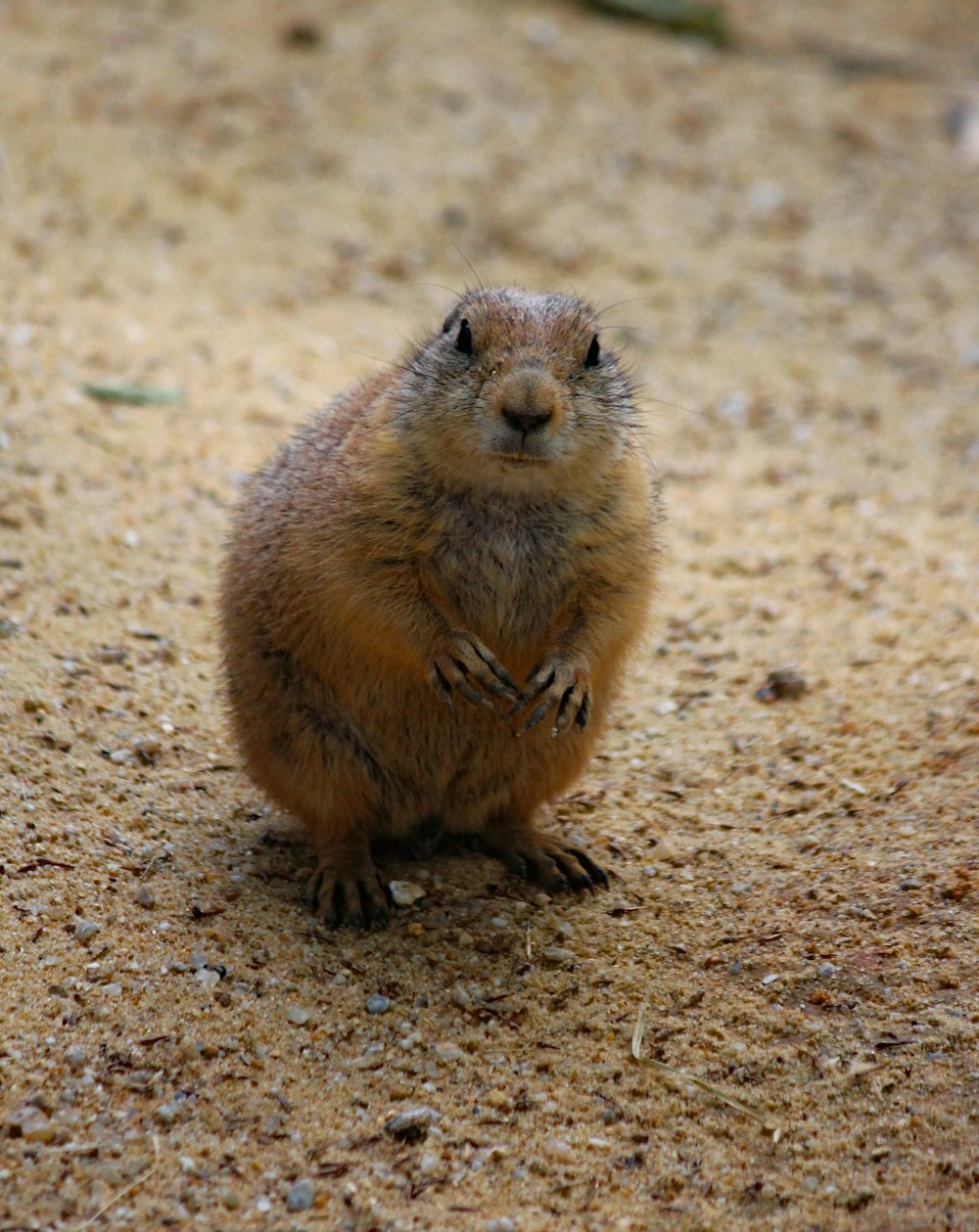 brown short-coated animal close-up photography