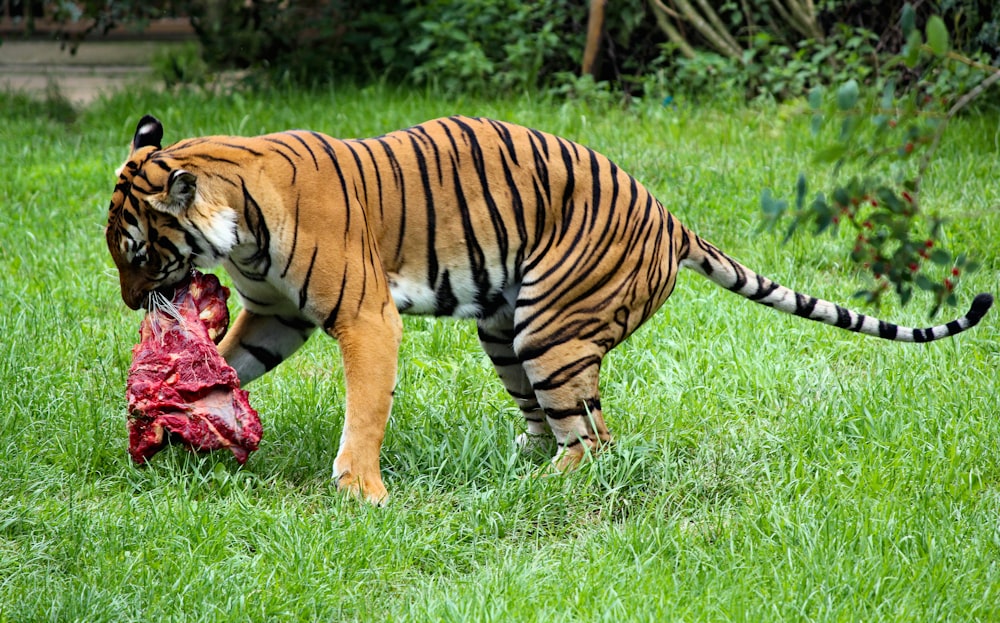 Fotografia de close-up de sobrancelha e tigre preto