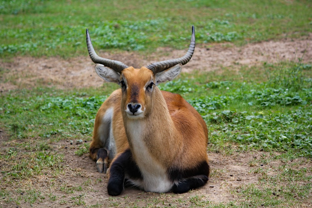 Antilope auf Gras
