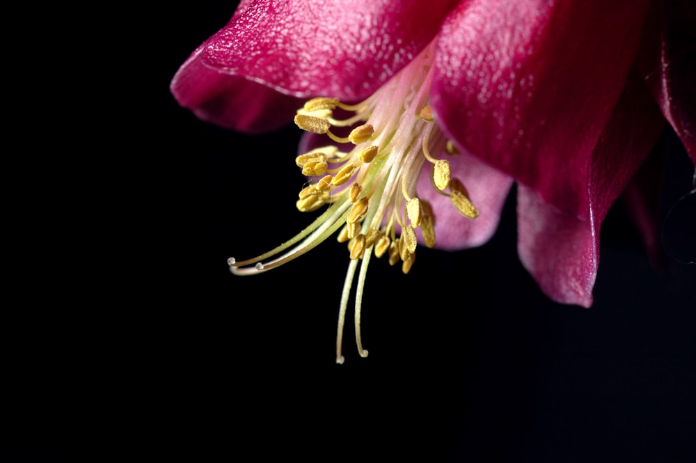 Photographie en gros plan de fleur aux pétales roses
