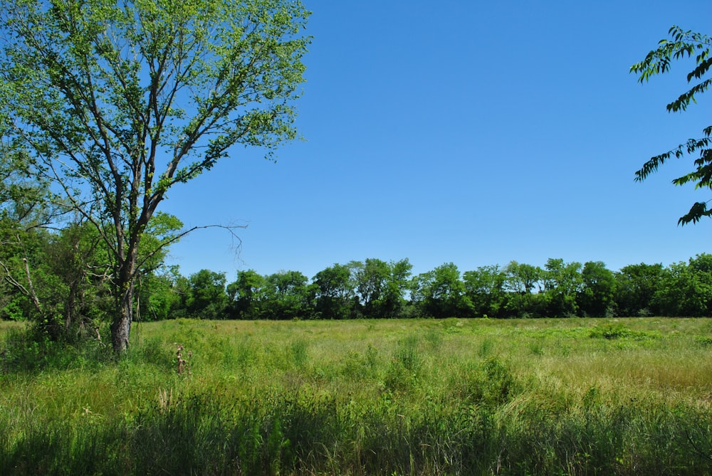 green leaf tree during daytime