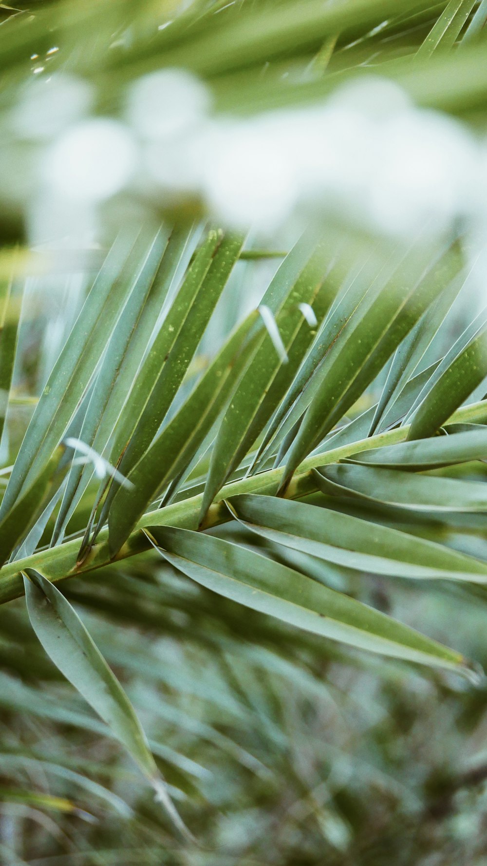 green-leafed plant