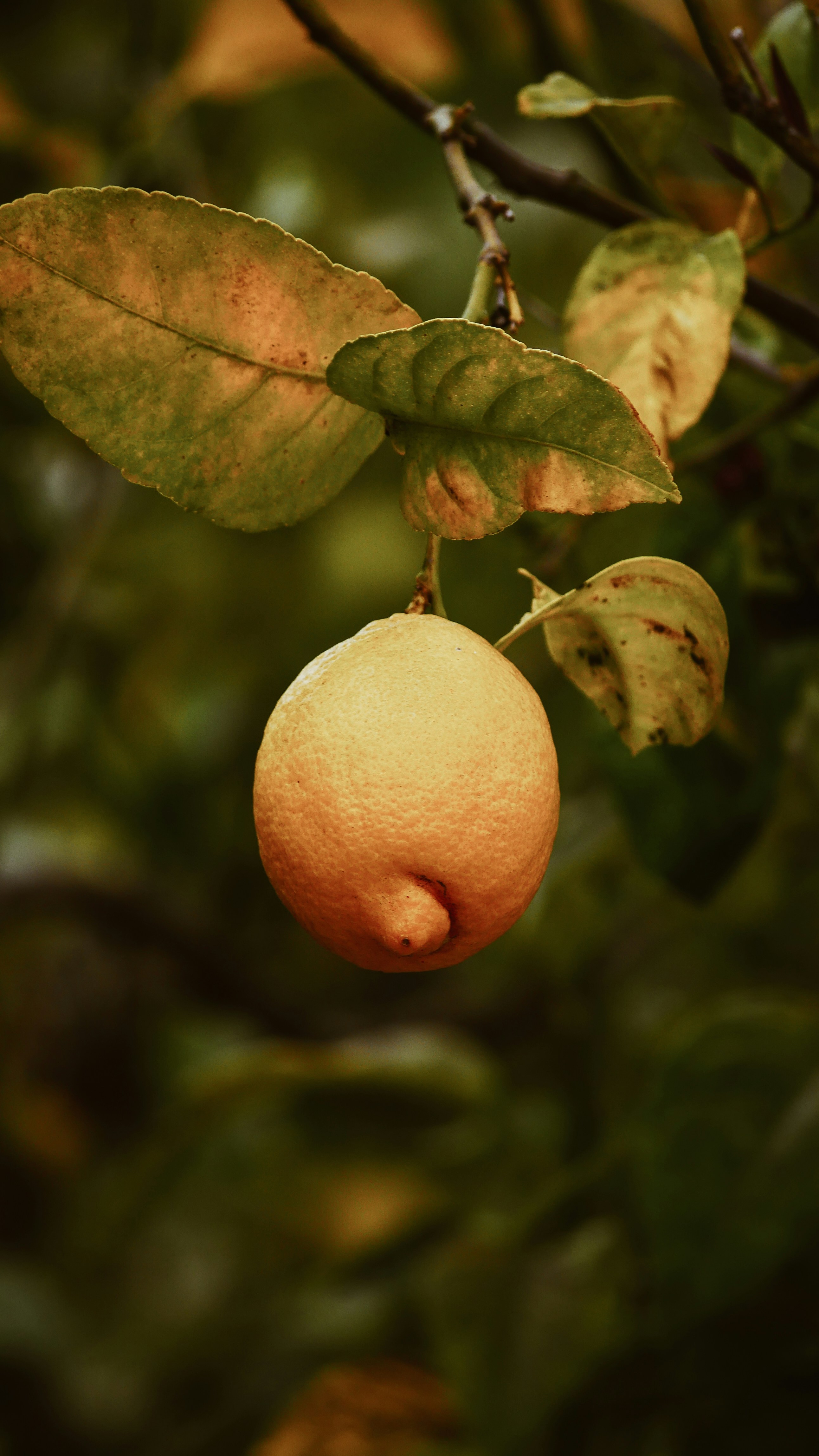 Orange Fruit Growing On Tree Photo Free Plant Image On Unsplash