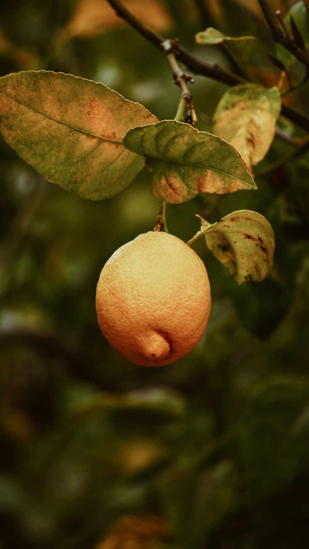 orange fruit growing on tree