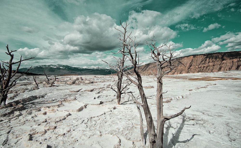 trees near rocks