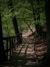 trees near road