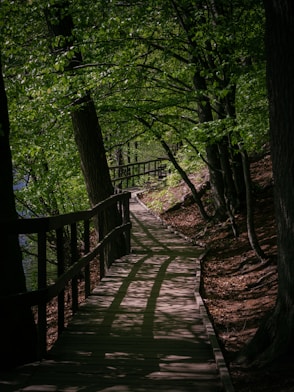 trees near road