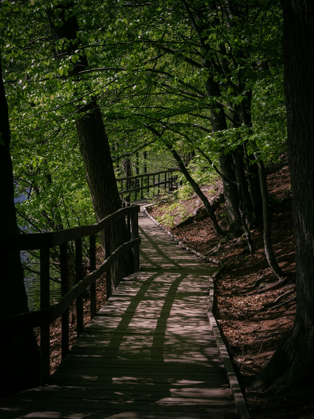 道路近くの樹木