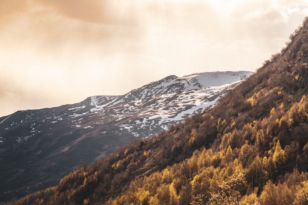 brown leafed tree on mountain