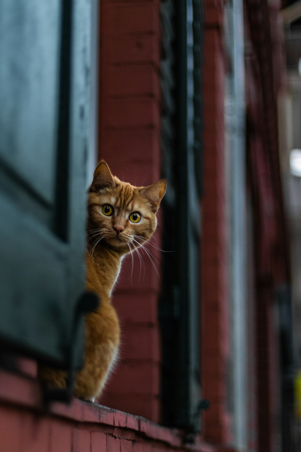 selective focus photography of cat