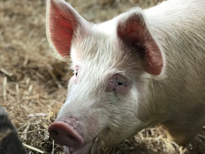 white pig pig google meet background