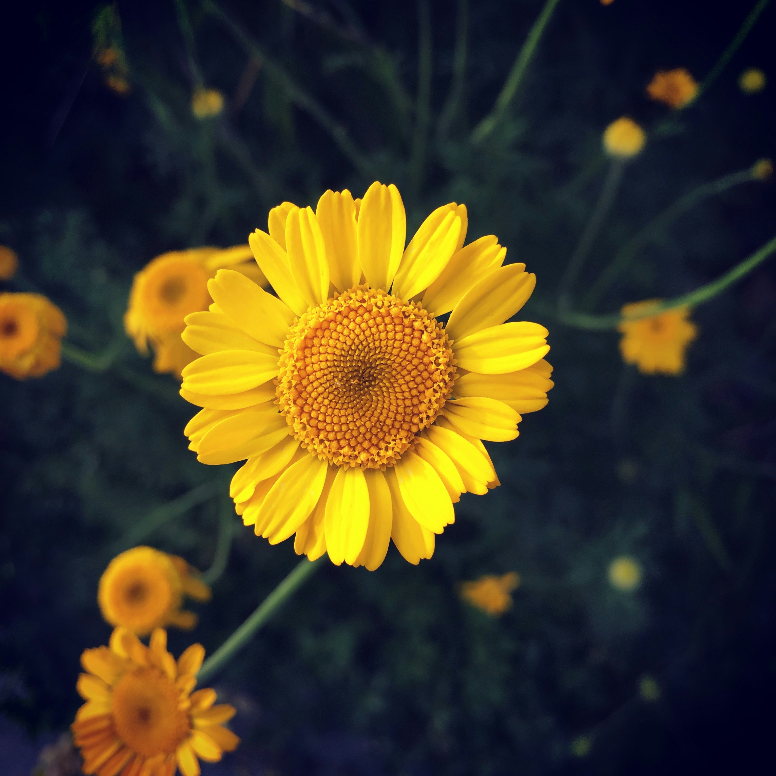 yellow petaled flowers