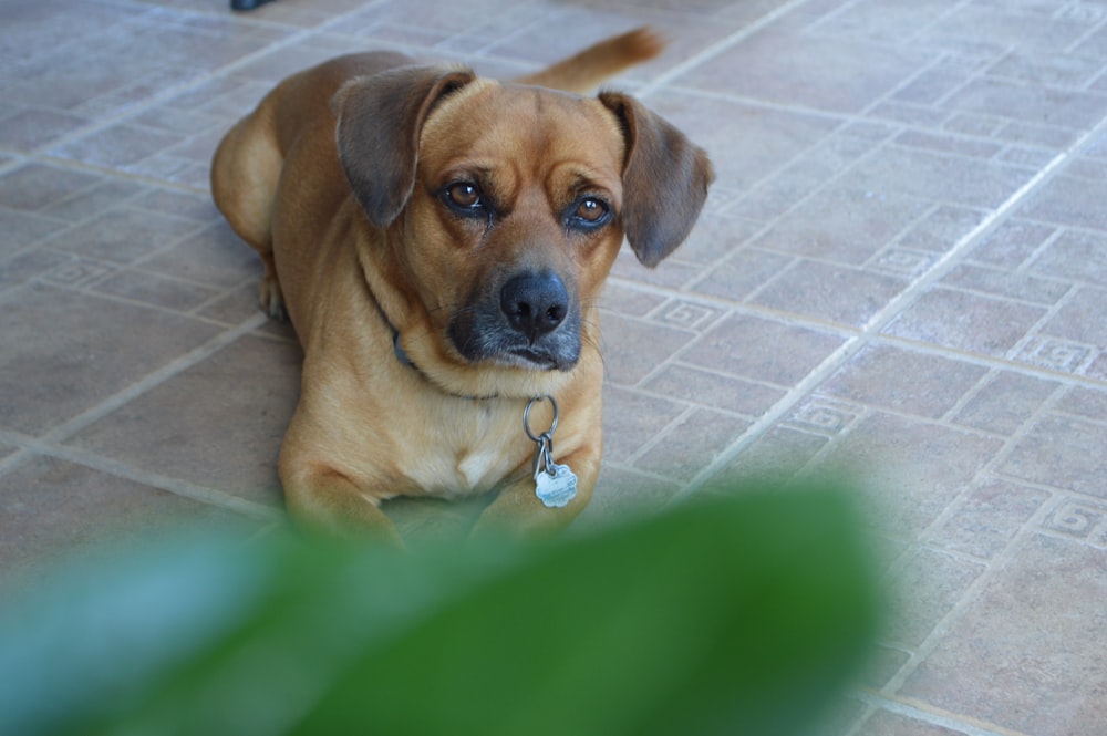 dog lying on floor tiles