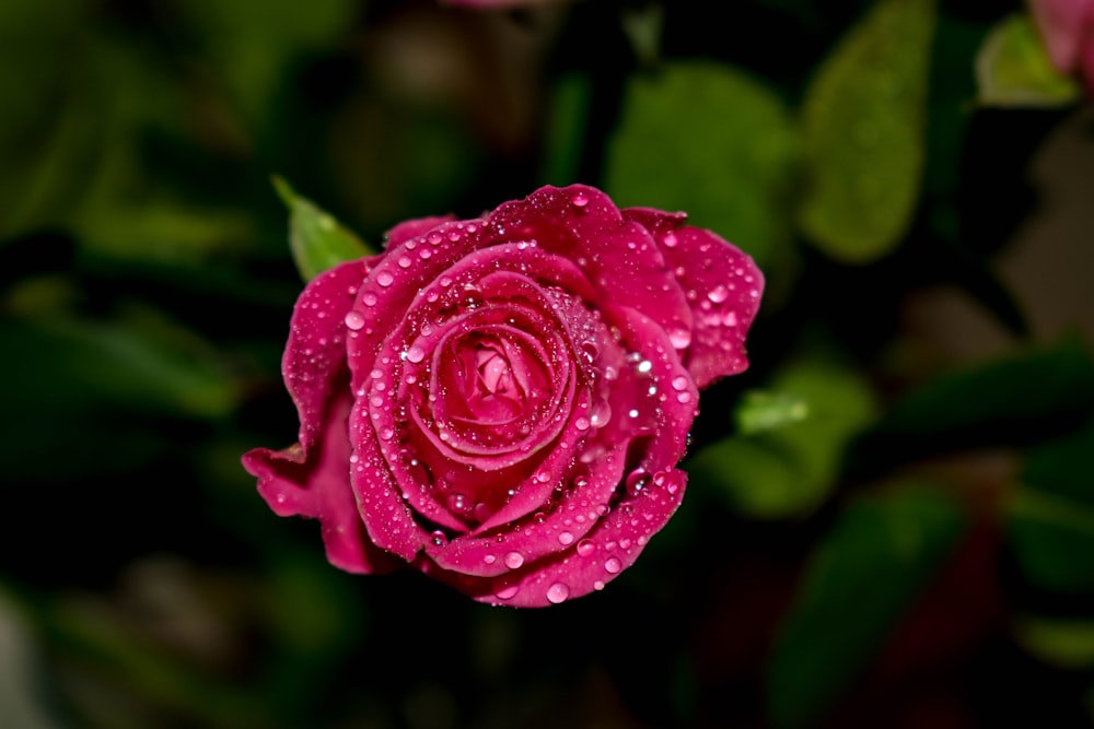 red rose flower