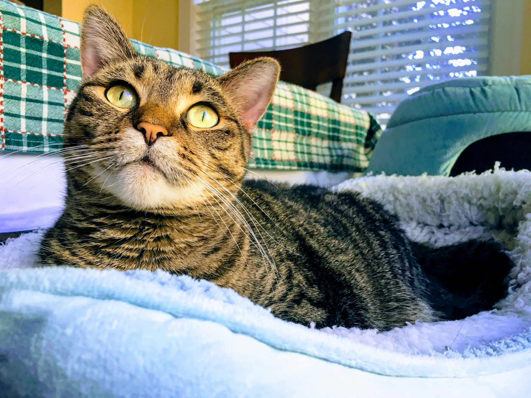 Cat relaxing comfortably on a pet bed in a home setting