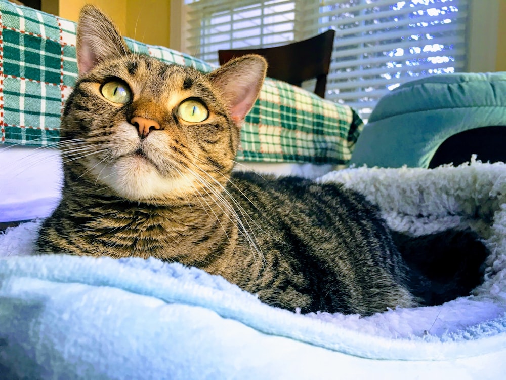 tabby cat on pet bed