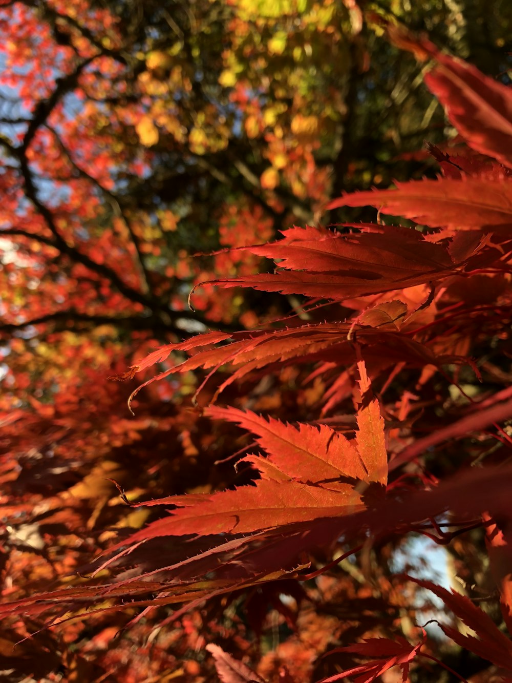 red-leafed tree during daytime