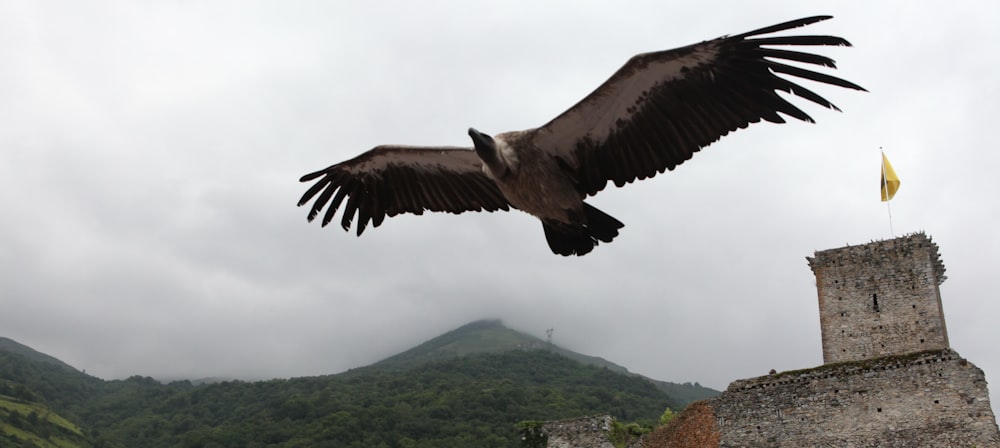 black and white bird flying under white clouds