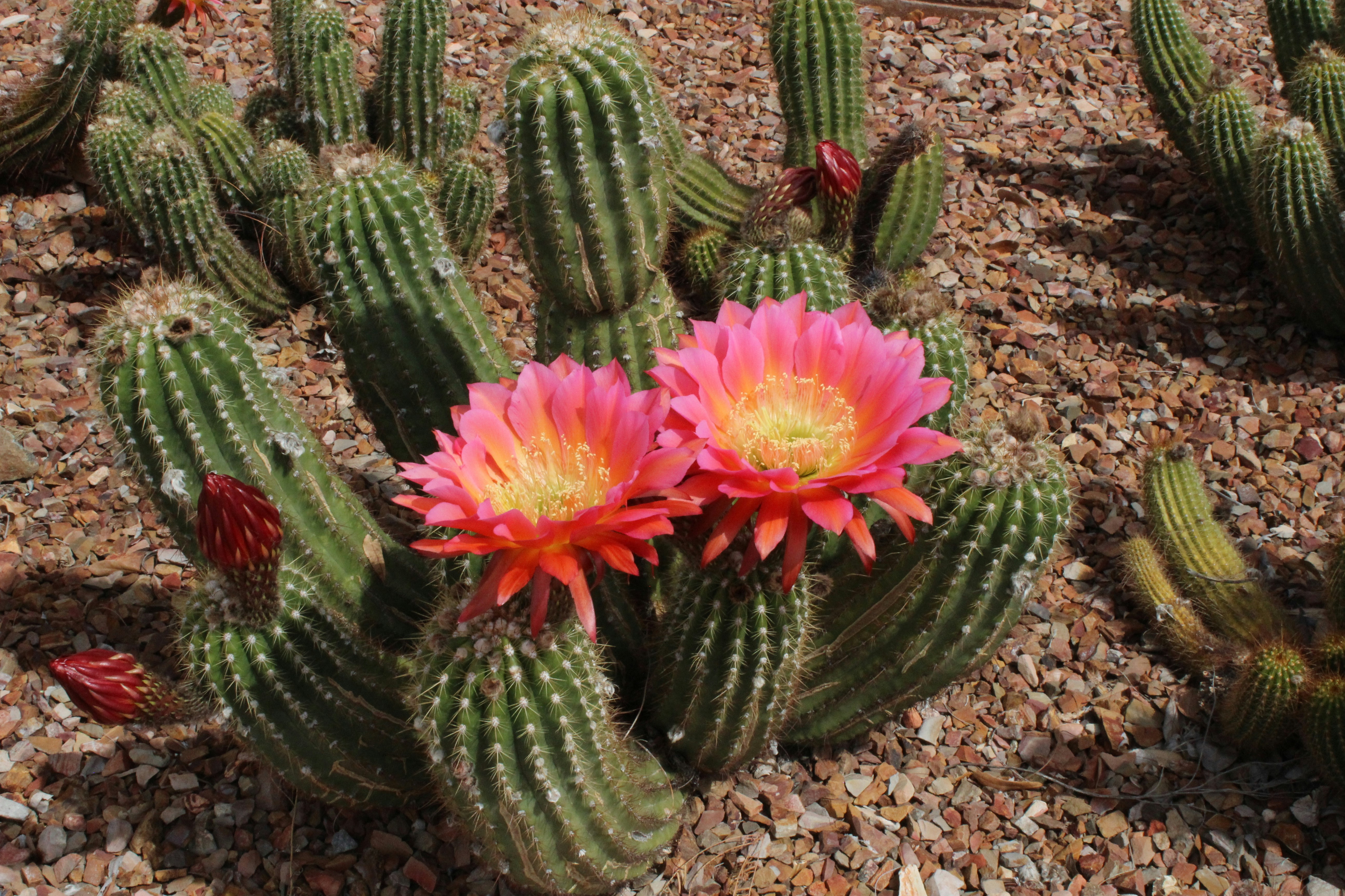 ピンクの花サボテンの写真 Unsplashで見つける工場の無料写真