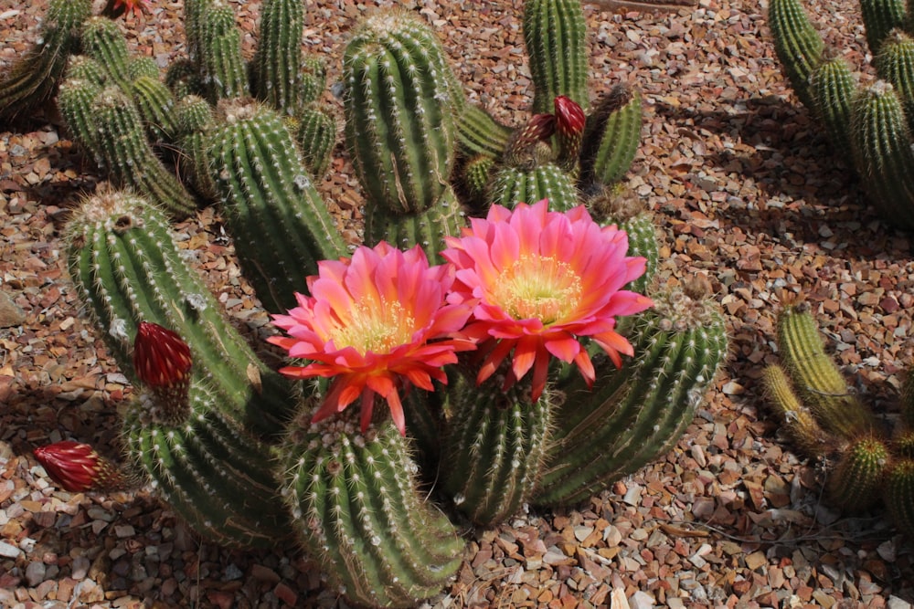 pink flower cactus