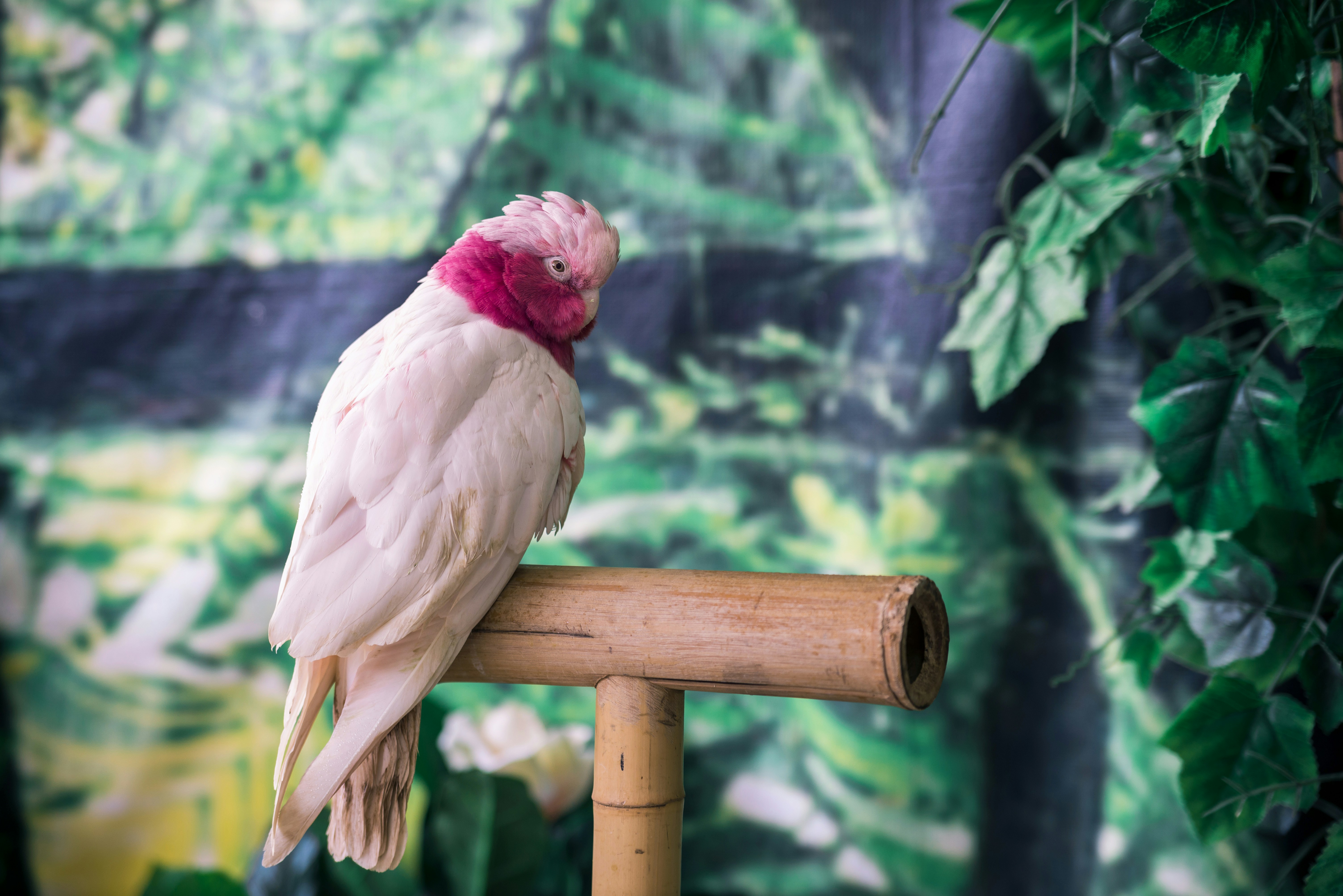 Tropical Parrot Perch