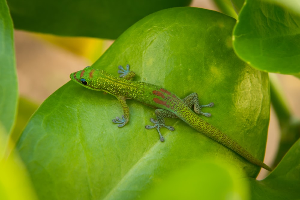 green lizard on green leaf