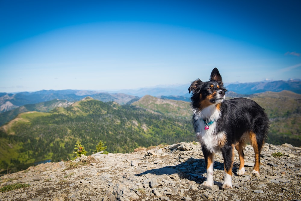 short-coated black and brown dog