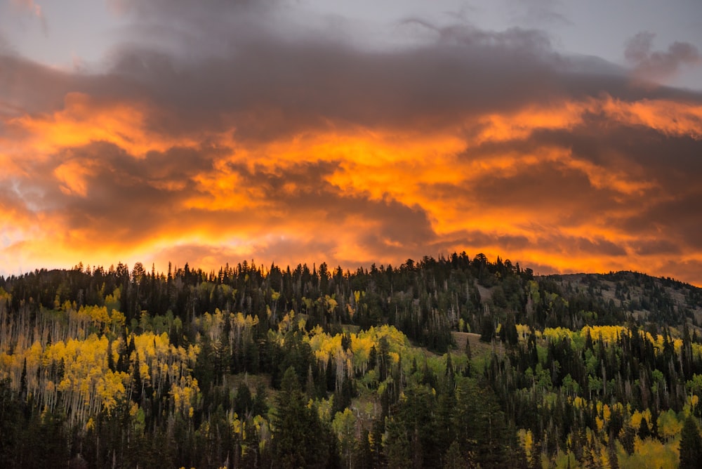 aerial photo of forest during golden hour