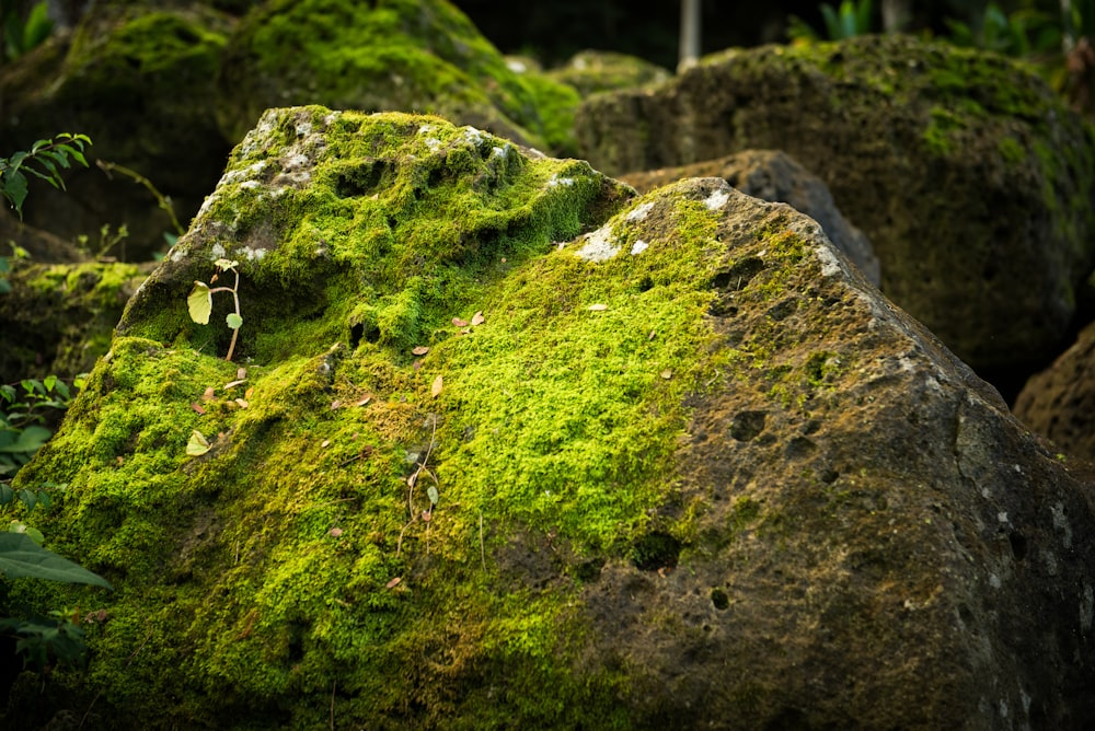 rock covered with green leafed plant