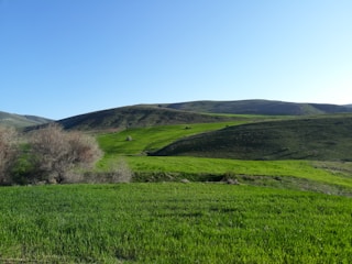 Lush green fields with rows of vegetables growing under clear skies.