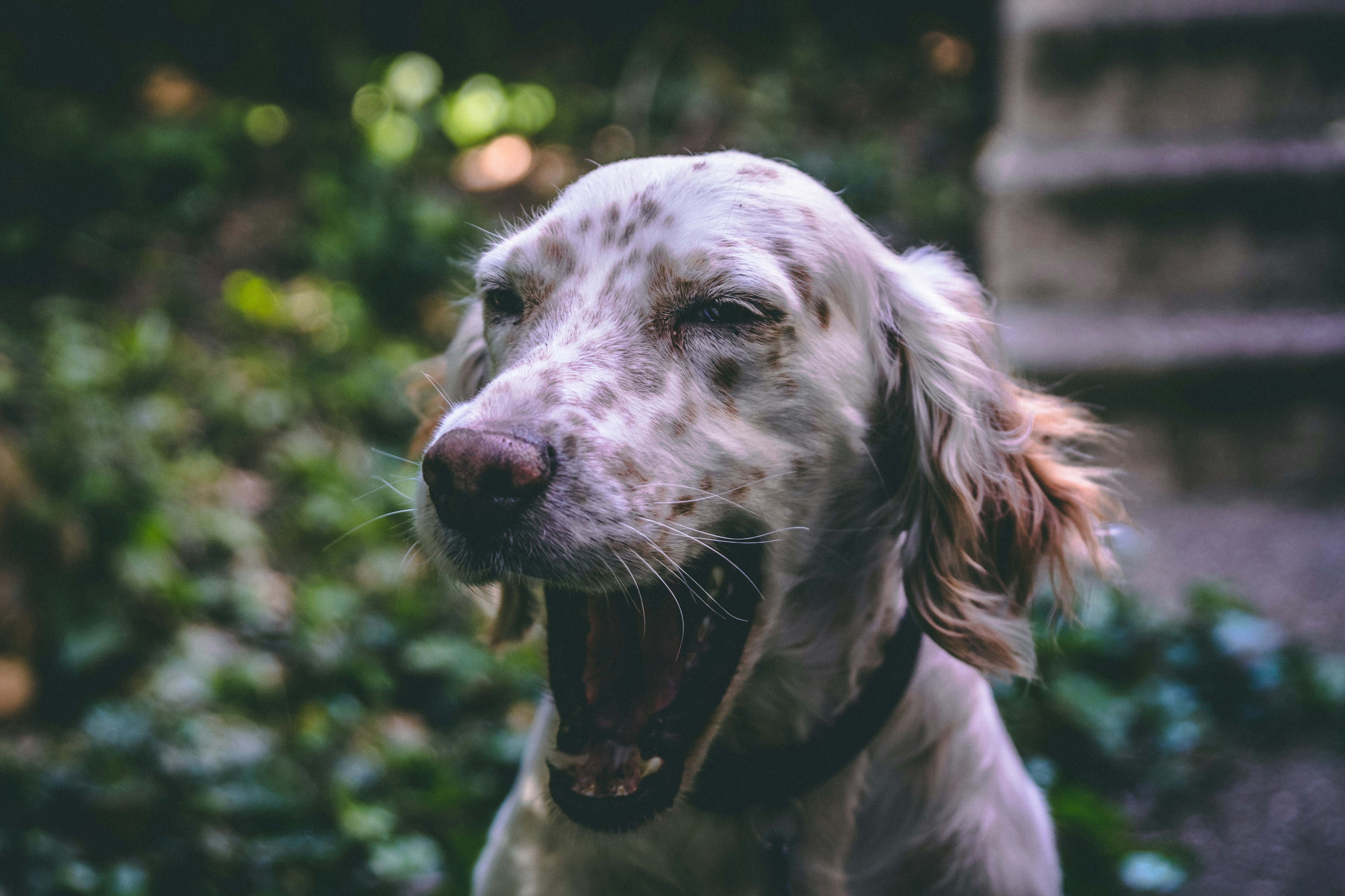 毛の長い白と茶色の犬の写真 Unsplashで見つける犬の無料写真