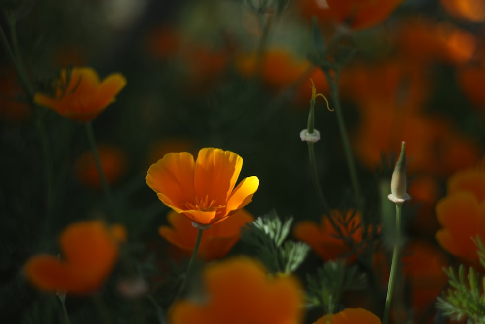 yellow poppy flower