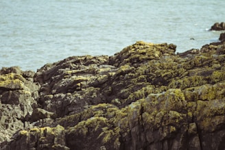 A rugged coastal landscape is depicted, featuring dark, jagged rocks covered with yellow lichen. The rocks appear weathered and textured, creating a natural, rustic aesthetic. In the background, the calm sea extends into the distance, contributing a contrasting smoothness to the rough terrain.