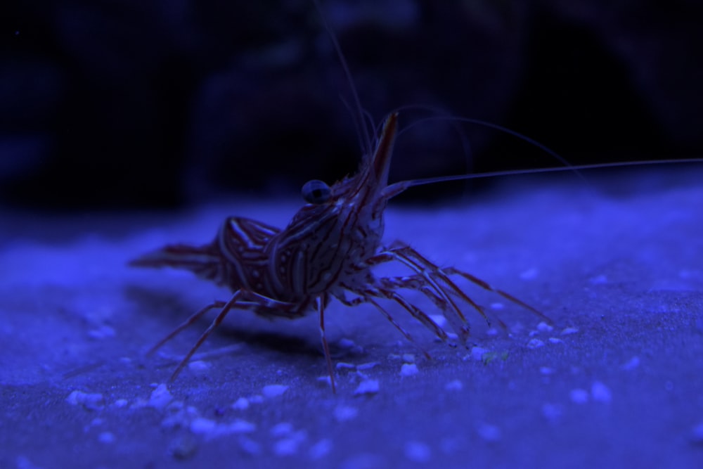 a close up of a bug on a blue background