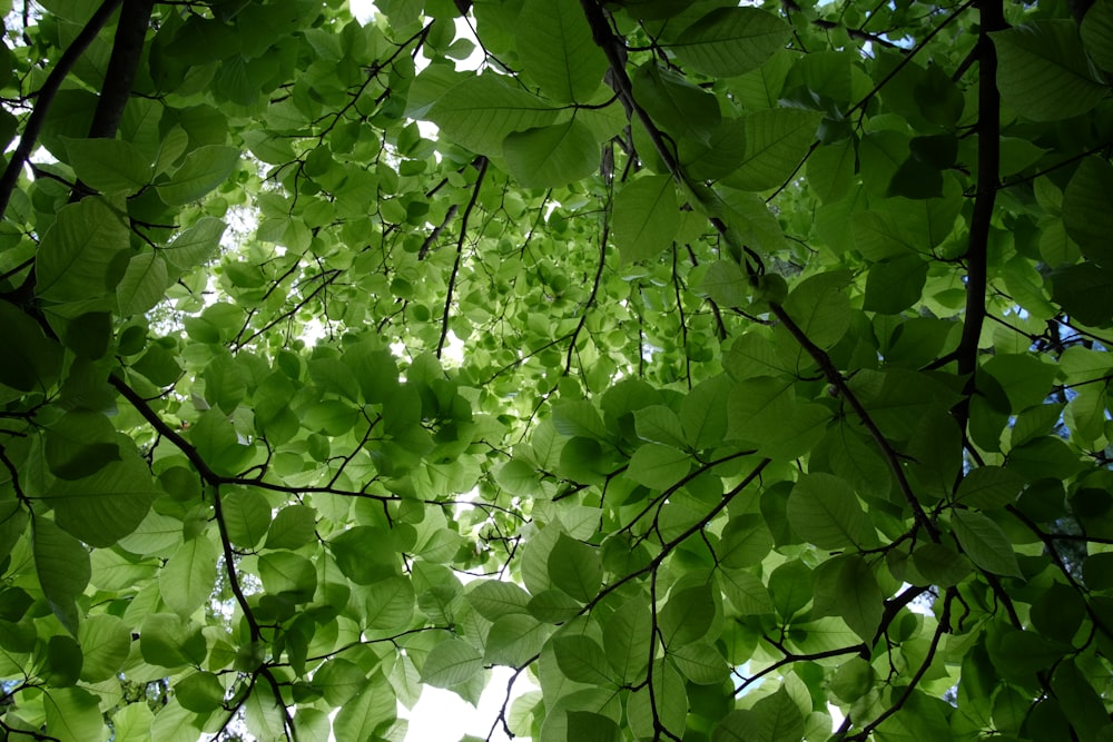 photo en contre-plongée d’un arbre vert