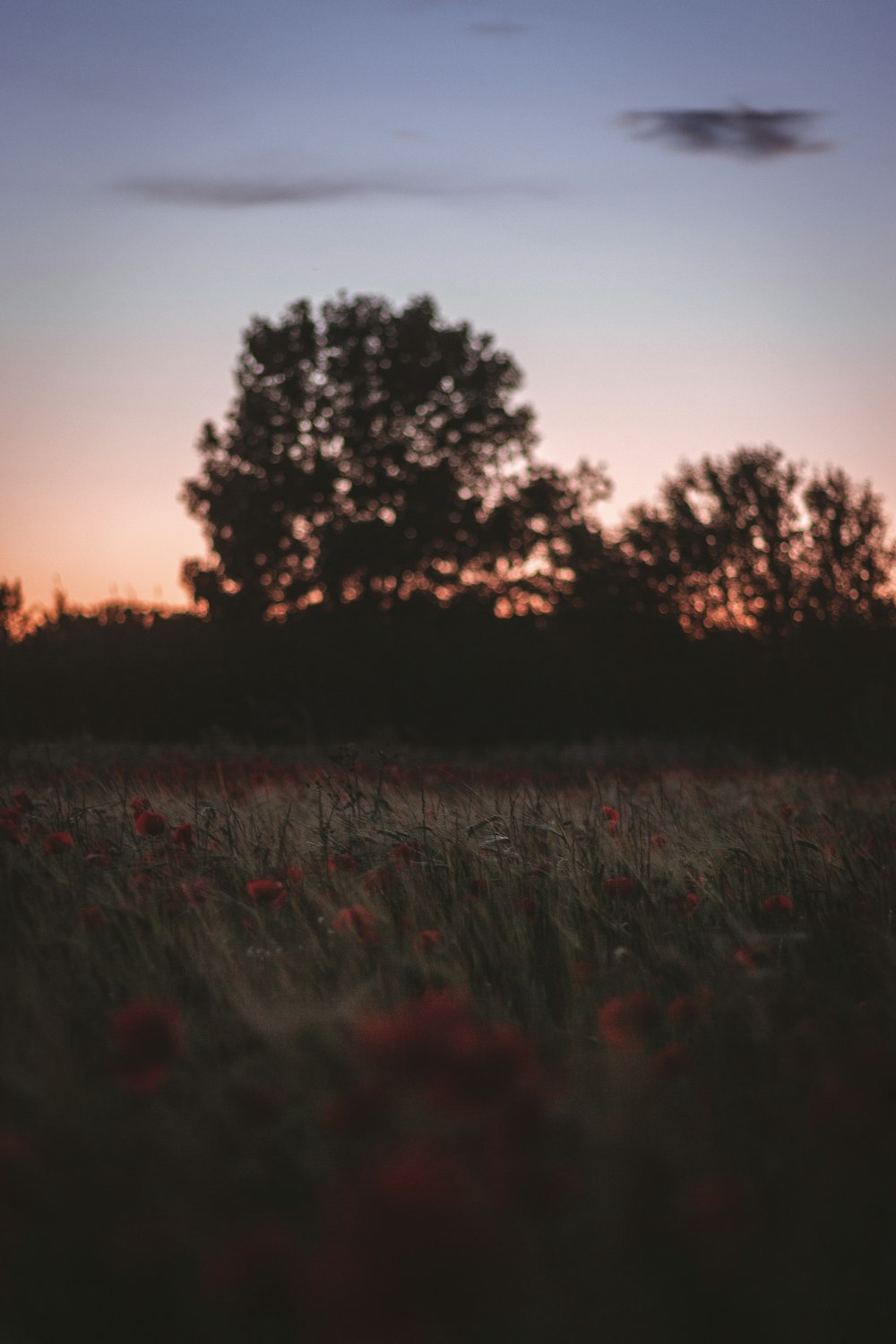 silhouette of trees during golden hour